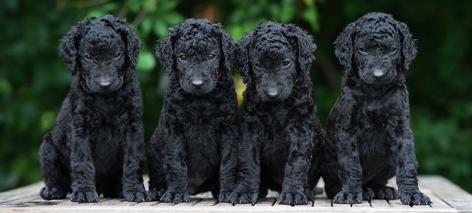 Dog Breeding Guided by Small Genetic Panels Could Reduce Genetic Diversity