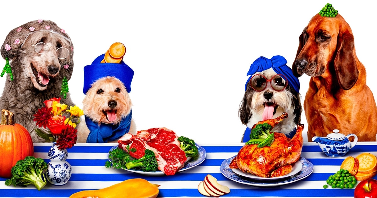 Diet & Nutrition Guide: Shih Tzus