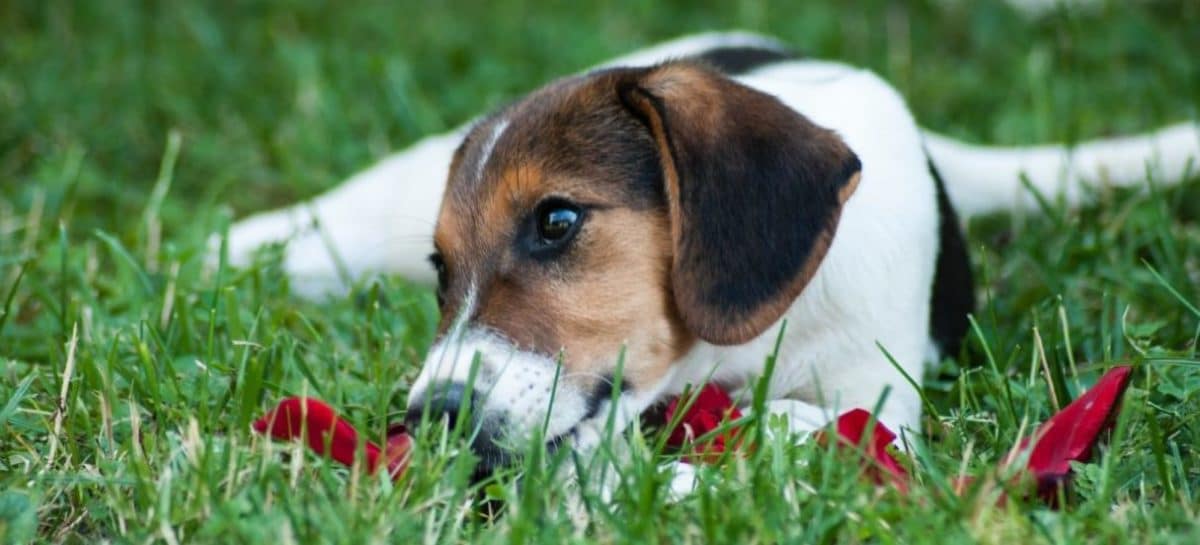 5 dog games that help you practice stay