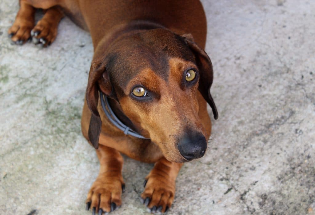 Heart Healthy Dog Food: Updated FDA Findings on DCM & Heart Disease