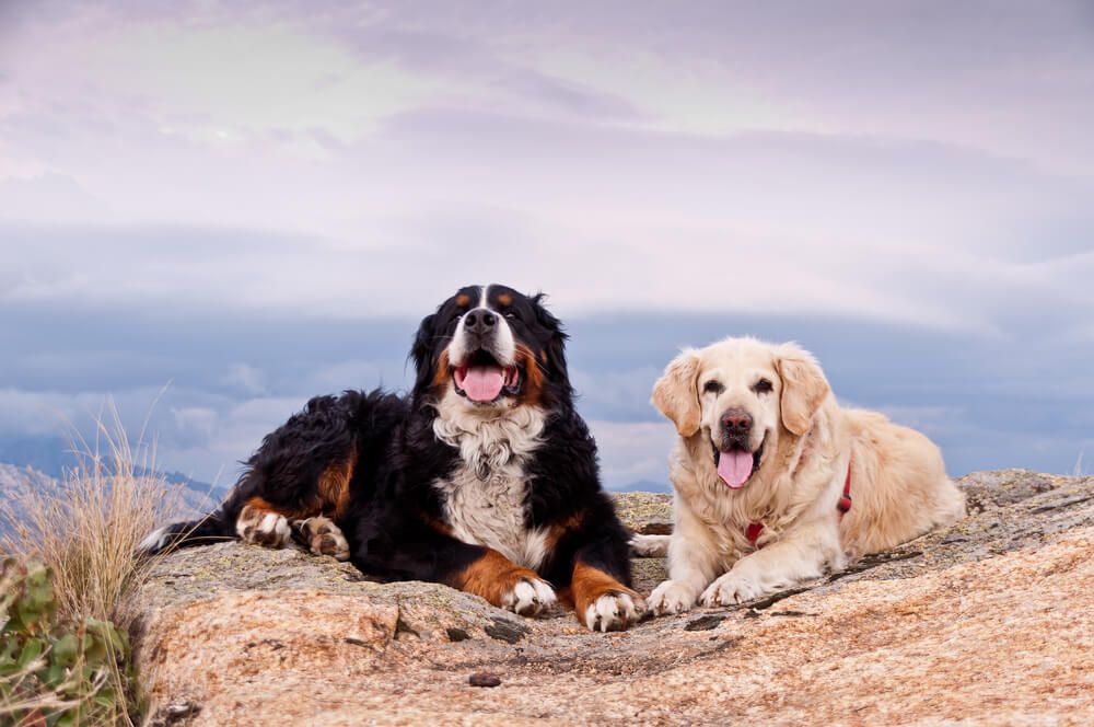 10 Outdoor Activities For You and Your Dog