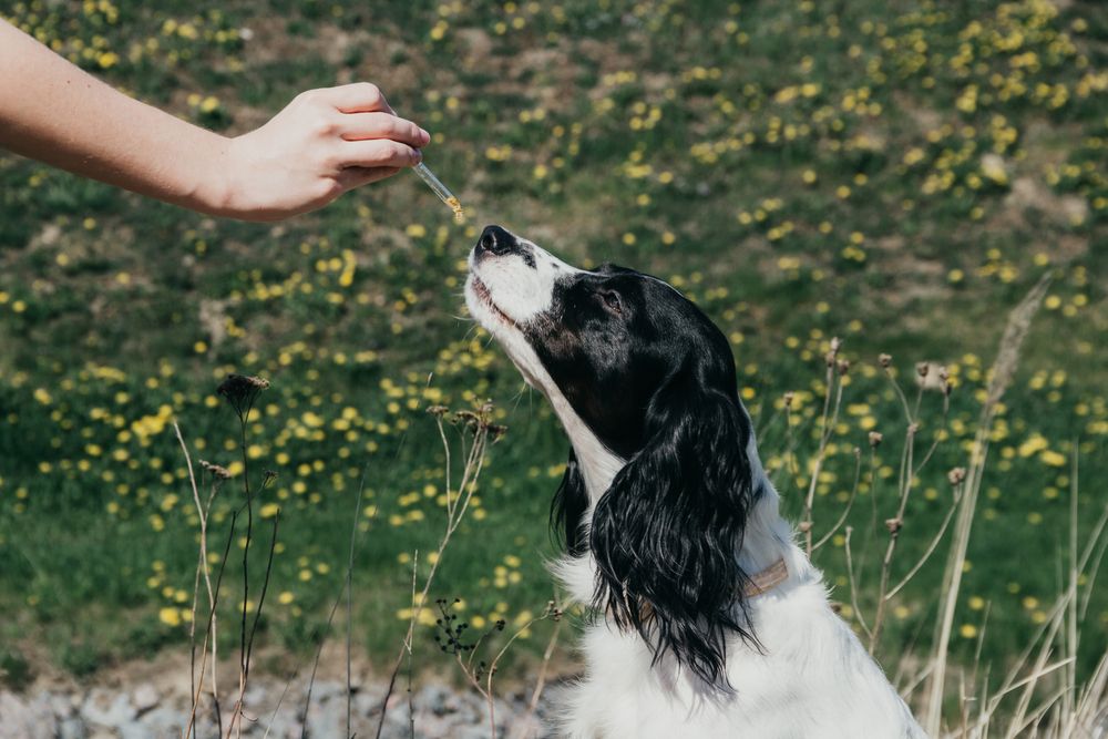 Does your dog need a dietary supplement