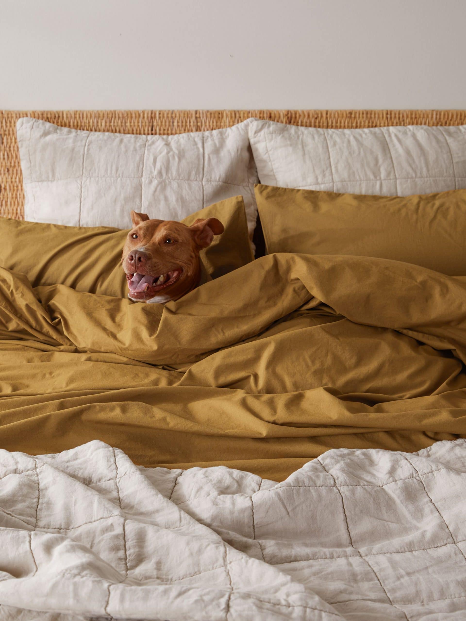 The Pros and Cons of Sleeping with Your Dog