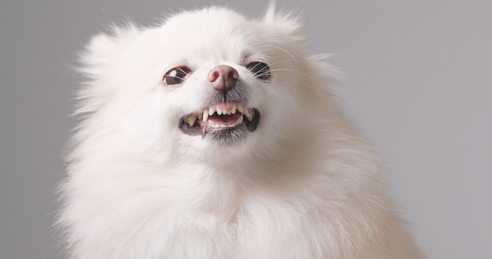Dog Aggression and Reactivity: Does Breed Matter