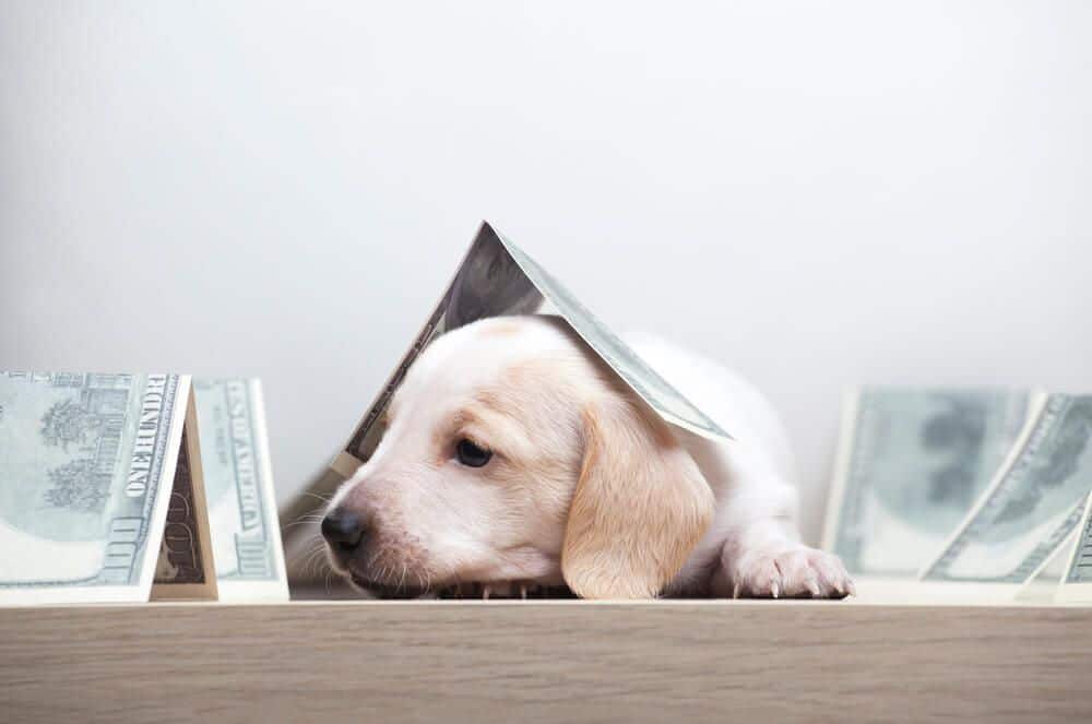 The Economics of Dog Ownership: What Does a Dog Cost?