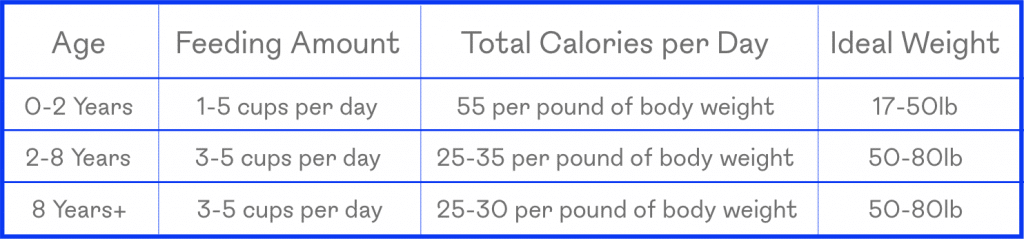Diet & Nutrition Guide: Boxer Puppies and Dogs