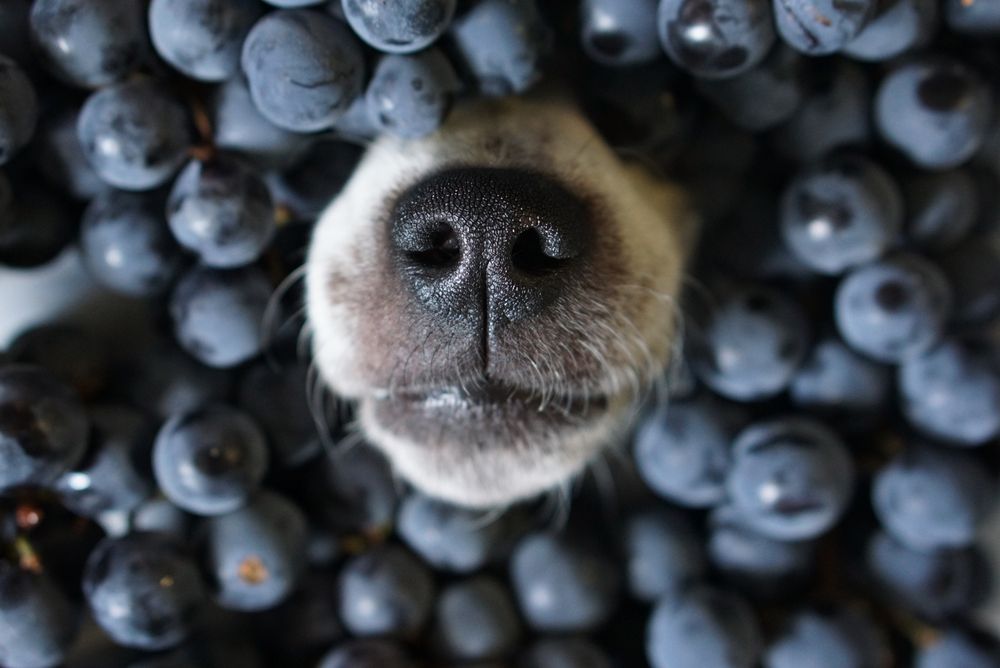 Dog Food For Brain Health