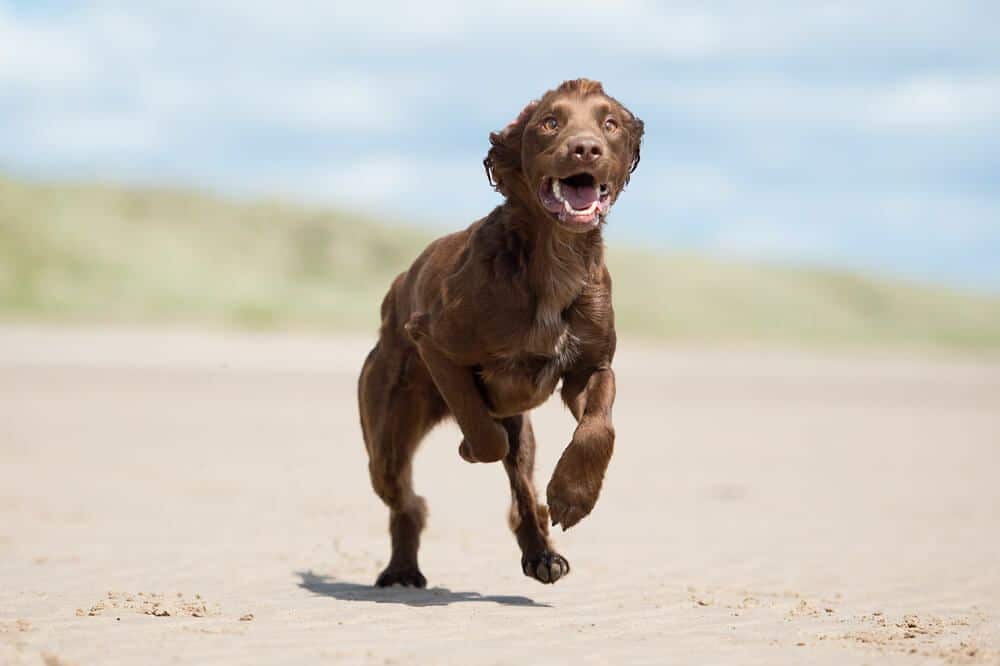 The Key To Keeping Your Dog’s Joints Healthy
