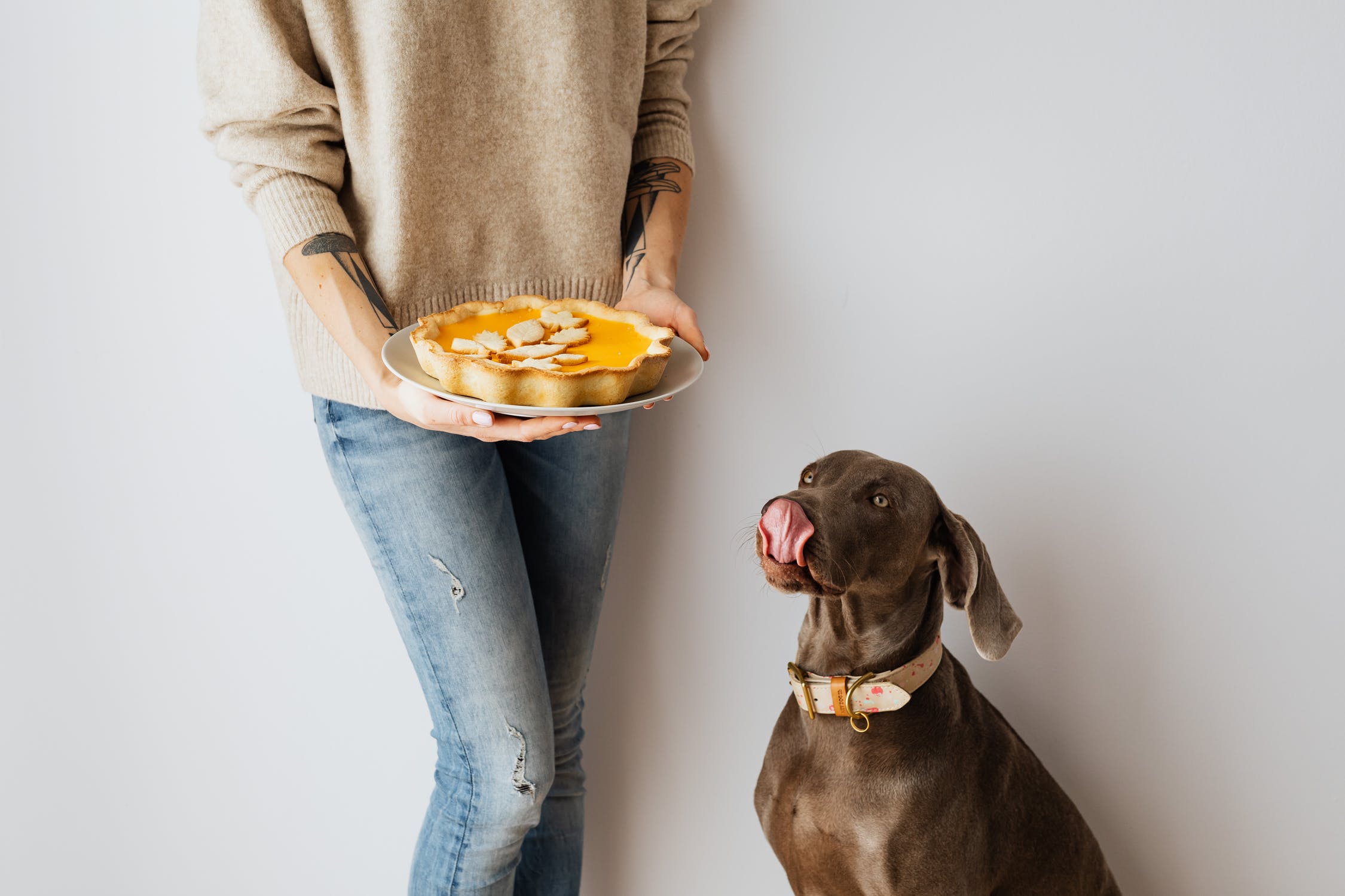 Which Thanksgiving Foods Are Safe For My Dog? | PetPlate