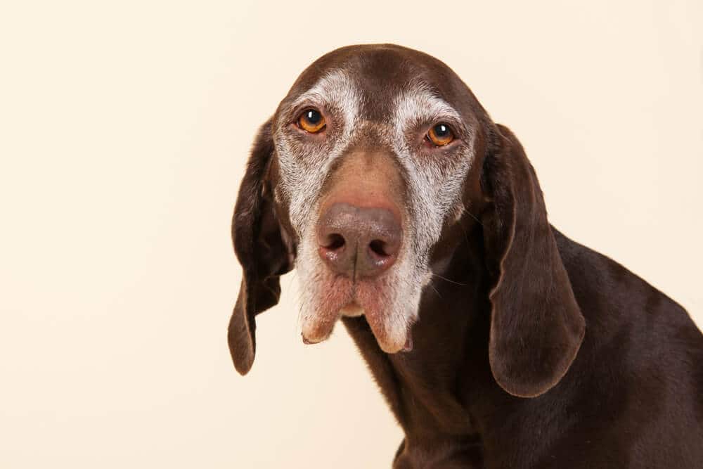 Signs That Your Dog is Aging