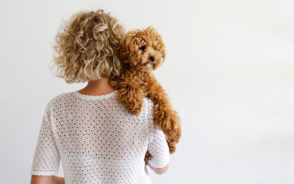 Learn How To Train an Emotional Support Dog