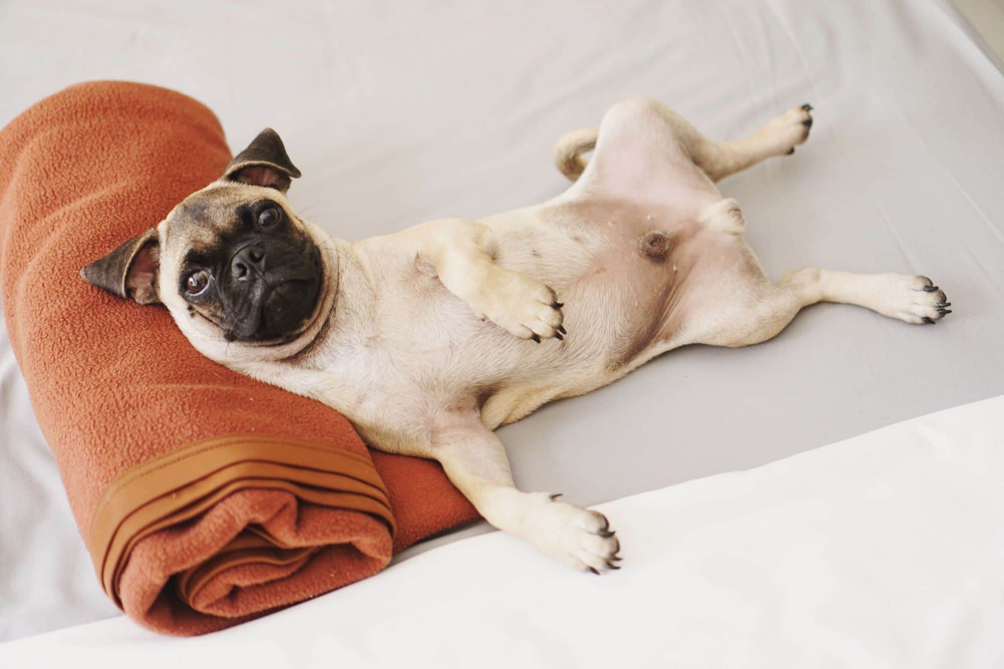 Choosing Gastrointestinal Dog Food For Your Dog