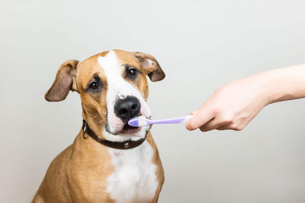 Canine Dental Health – How to Maintain Your Dog’s Smile