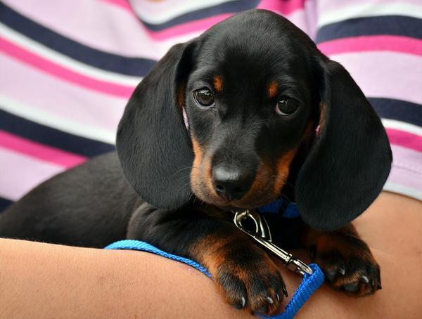 New Pets: What to Consider (and Purchase) Before Making a Decision