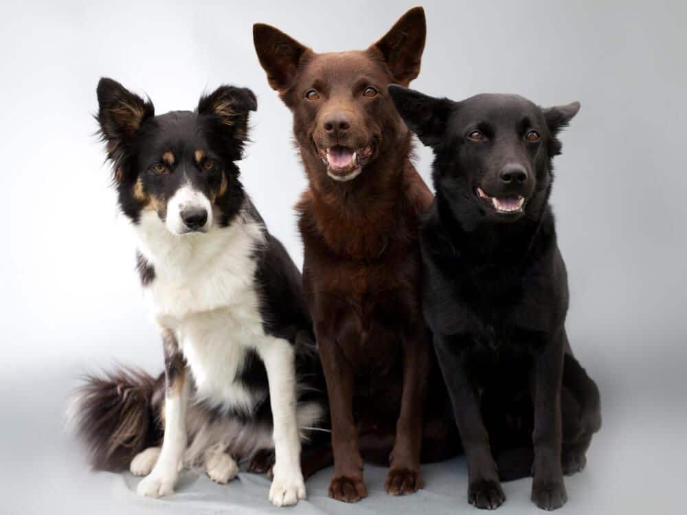 Top Healthiest Dog Breeds | Ollie Blog