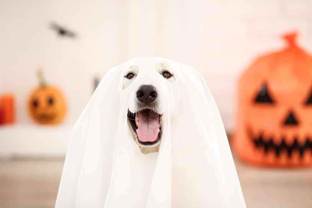 Have a Safe and Spooky Halloween