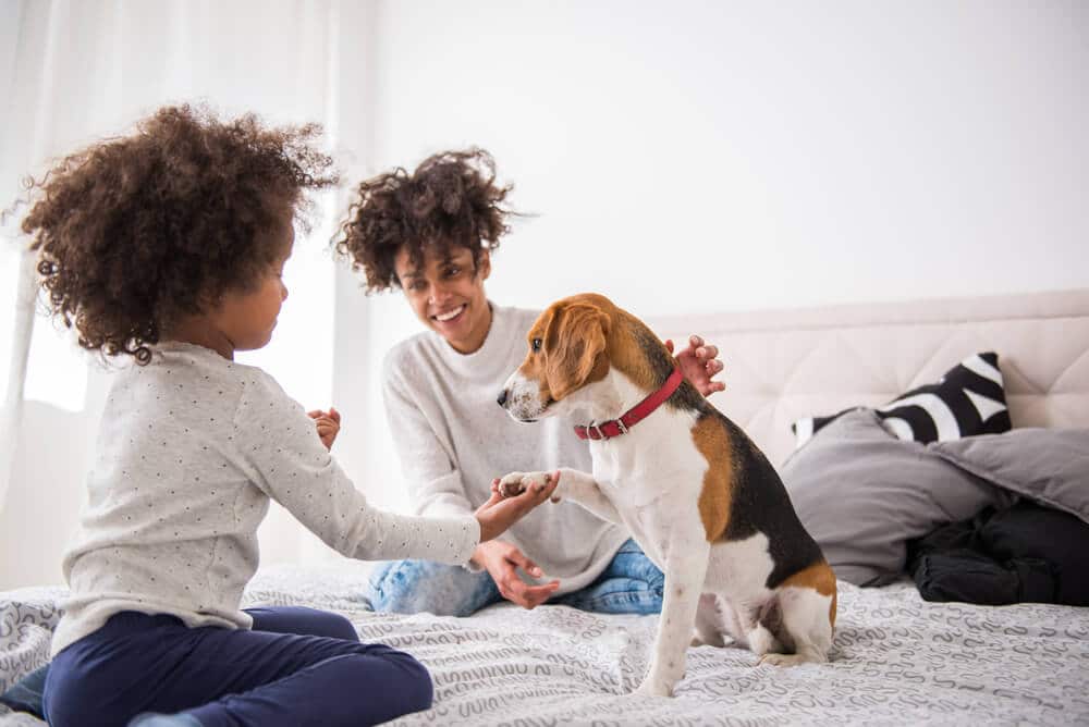 11 Tips for Raising a Puppy: The Puppy Guide