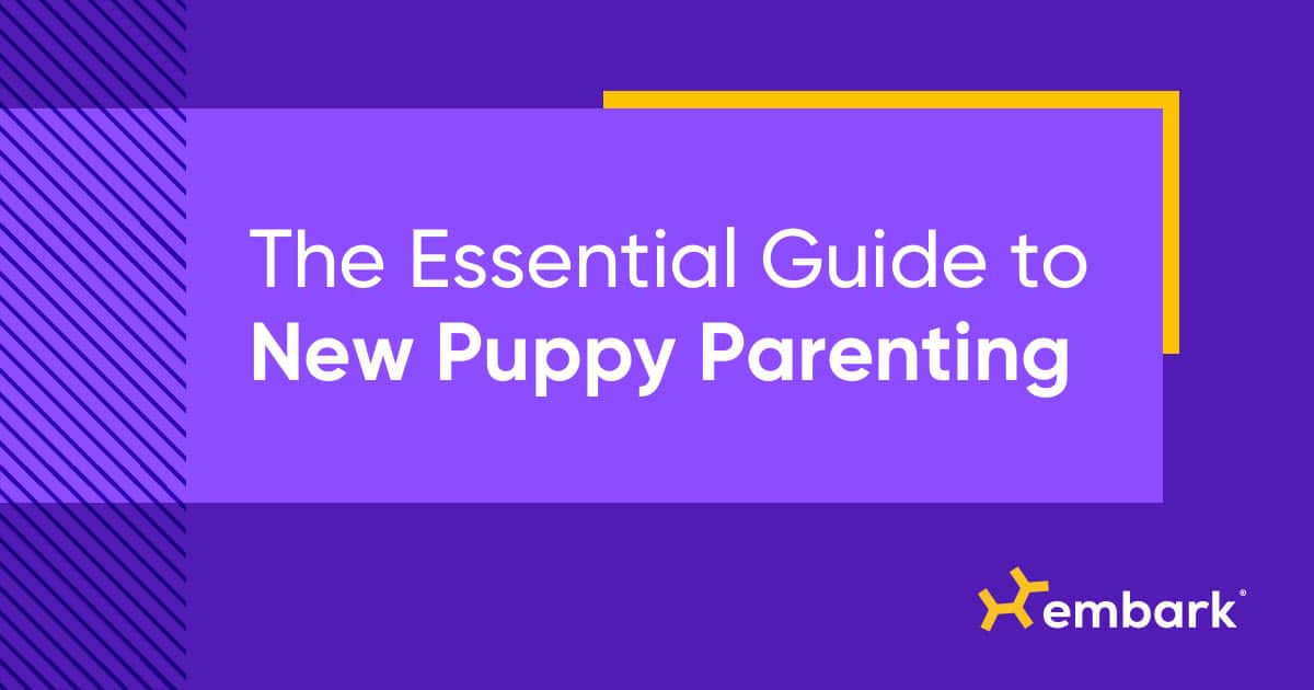 6 Tips for Taking Care of Your New Puppy