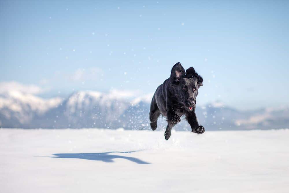 Why Does My Dog Get the Zoomies?