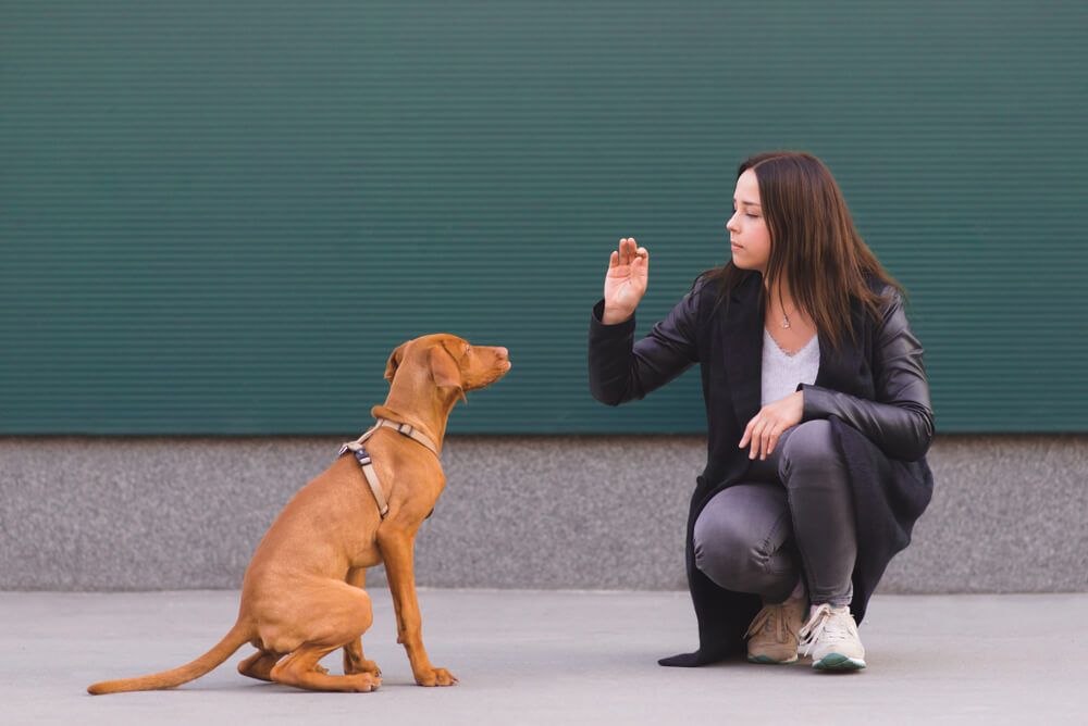 How long does it take to train a dog?