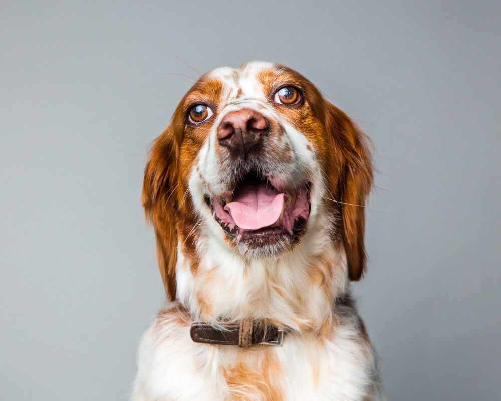 Maintaining Your Dog’s Mental Health