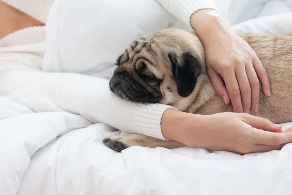 The Best Pain Relief For Your Pup!
