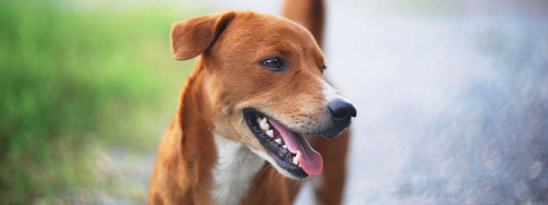 Dog Teeth: How to Maintain Your Dog’s Dental Health