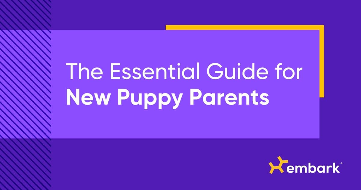 How to Keep Your New Puppy from Nipping and Mouthing