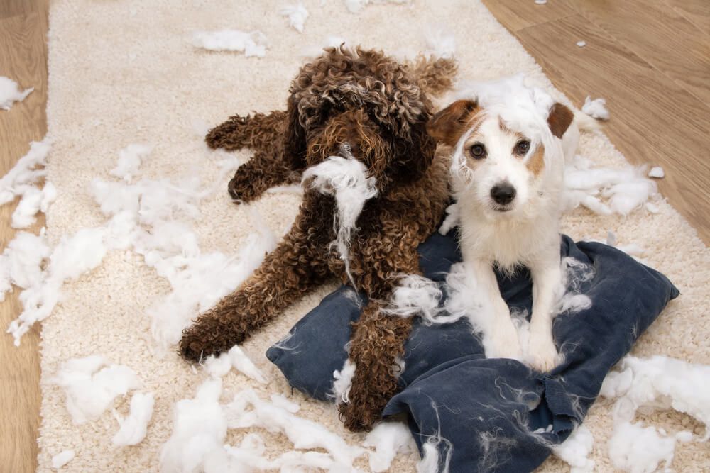 How to Puppy-Proof Your House in 9 Steps
