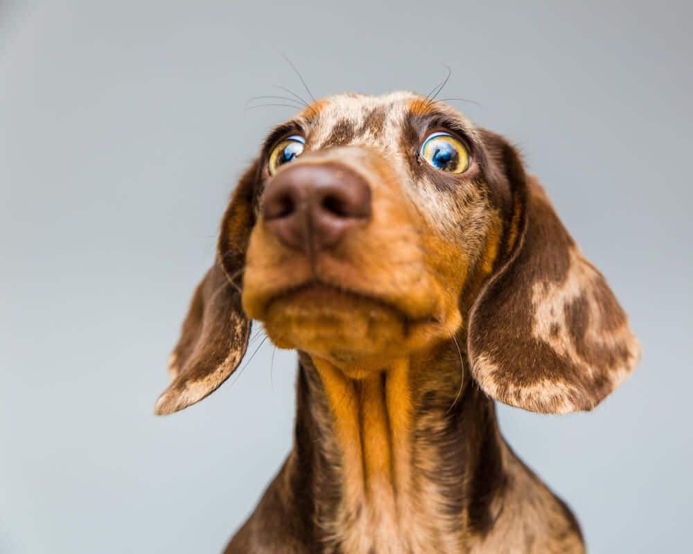 Does Your Dog Need A Supplement for Eye Health?