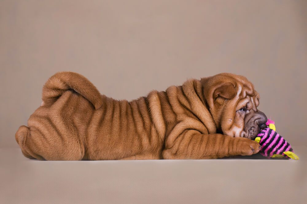 Health Issues in Shar-Pei – Ollie Blog