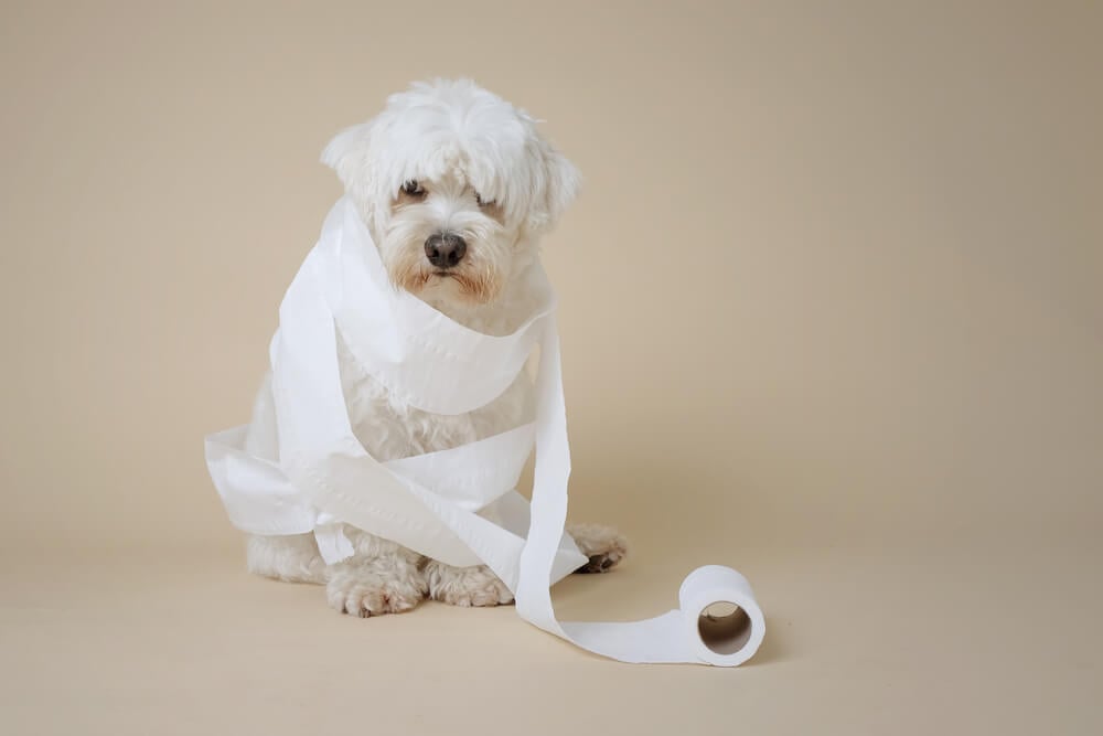 What to Give Dogs for Diarrhea