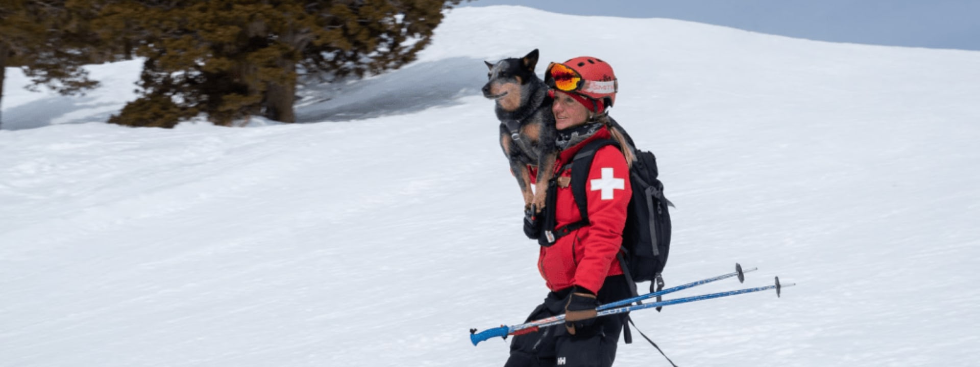 Avalanche Rescue Dogs – Embarkvet