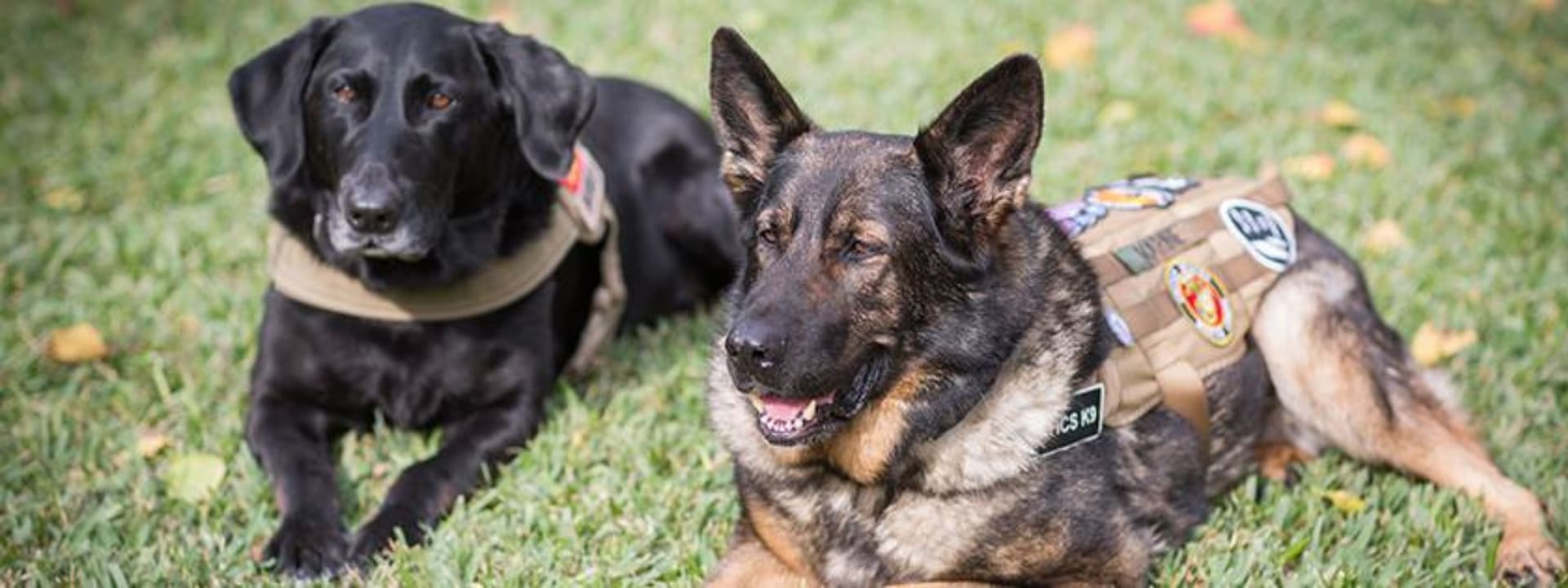 Giving K9 Veterans a New Leash on Life