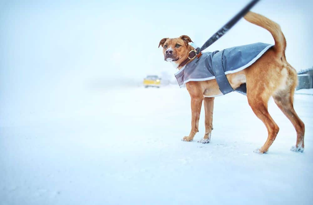 Do Dogs Need Coats?