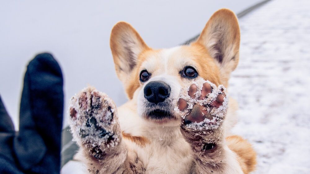 How to Protect Your Dog’s Paws in Winter