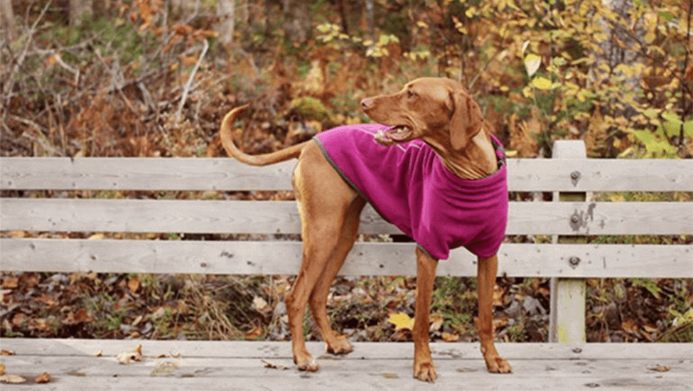 15 Winter Coats Your Dog Will Want to Wear This Year