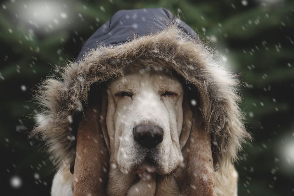 What Can I do If My Dog Hates The Cold, Rain, and Snow