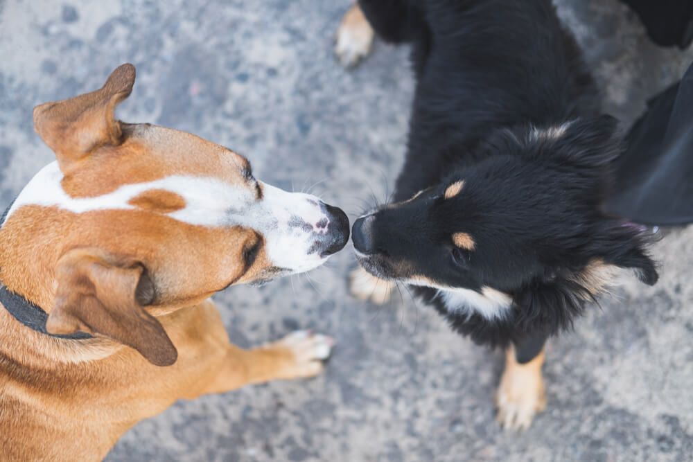 Training Tips: Your Dog & Strangers
