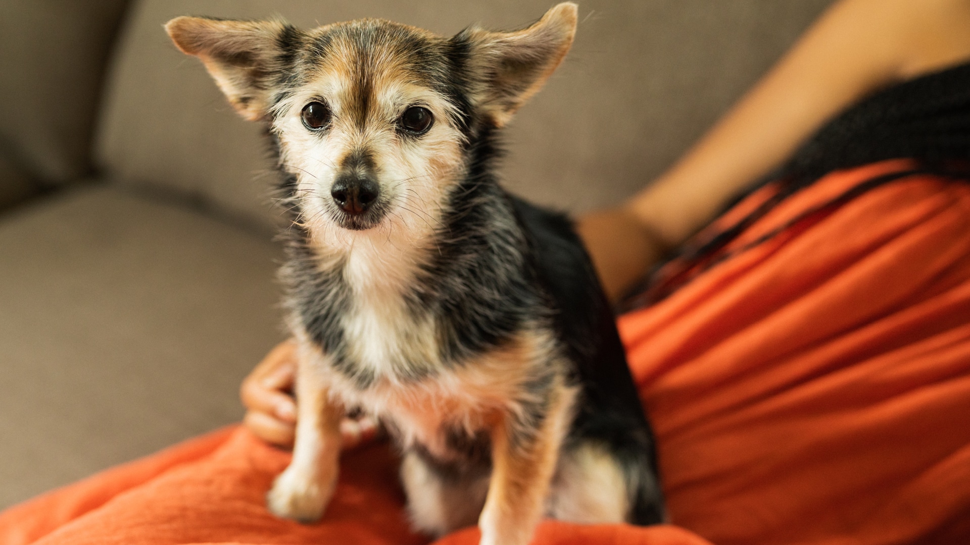 Dog Anxiety: The Warning Signs of Anxiety in Dogs