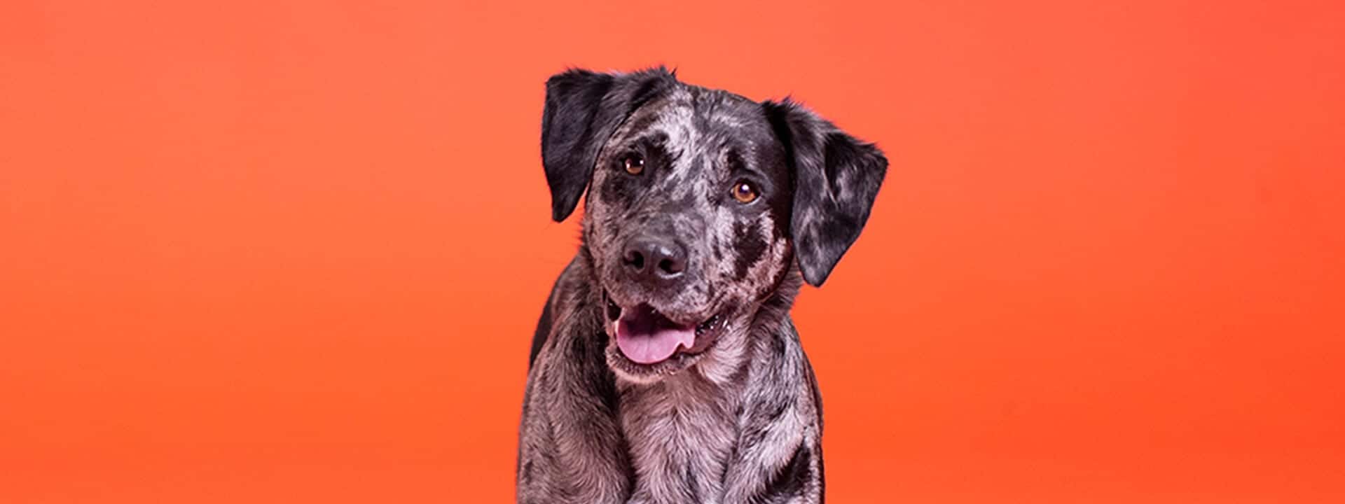 Genes Behind The Coolest Canine Traits