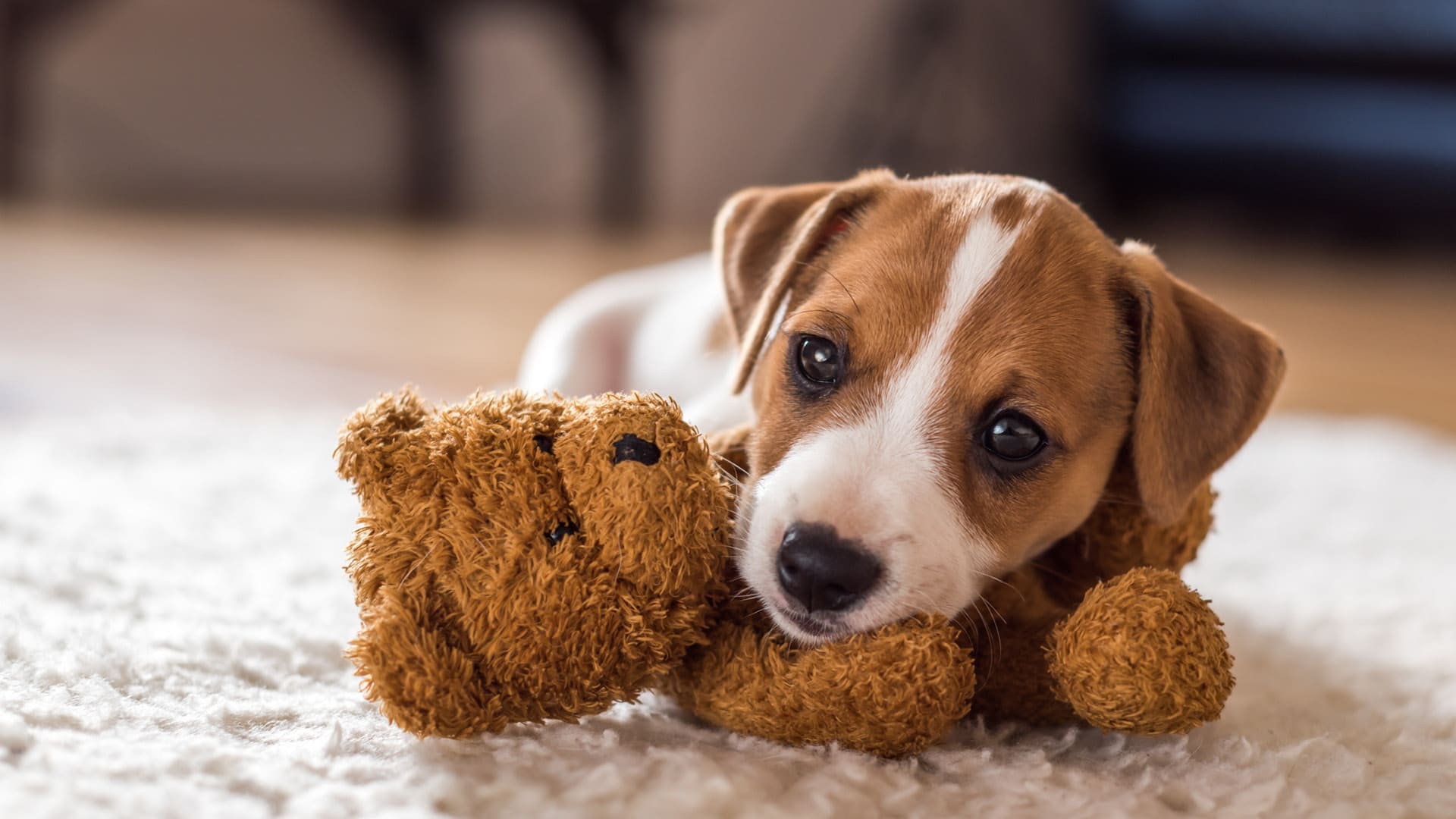 Common Puppy Illnesses: What to Consider Before Adopting