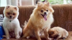 Diet & Nutrition Guide for Pomeranians
