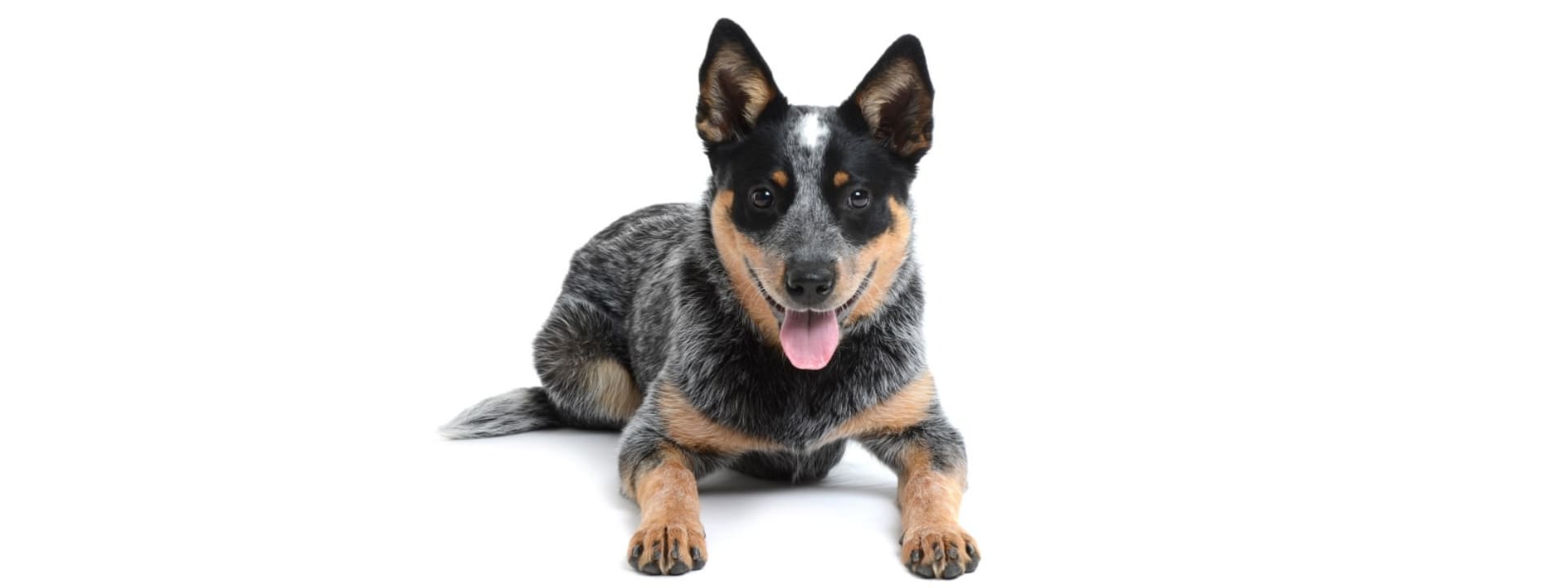 Embark’s Newest Discovery Allows Dog Owners to Test for Roaning