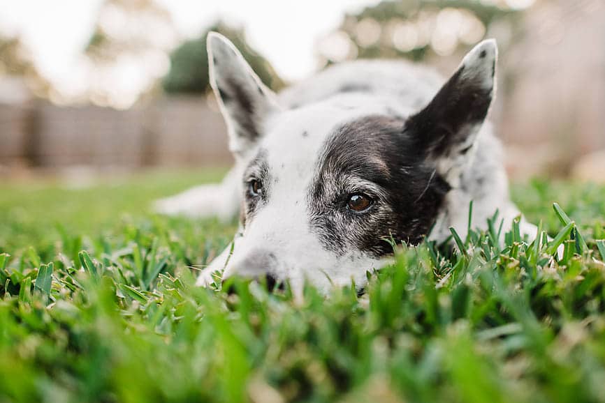 Seasonal Allergies in Dogs: Symptoms & Treatments