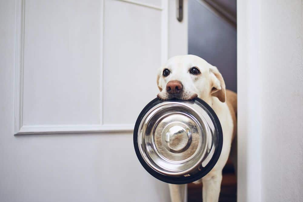 How to Clean & Sanitize Dog Bowls