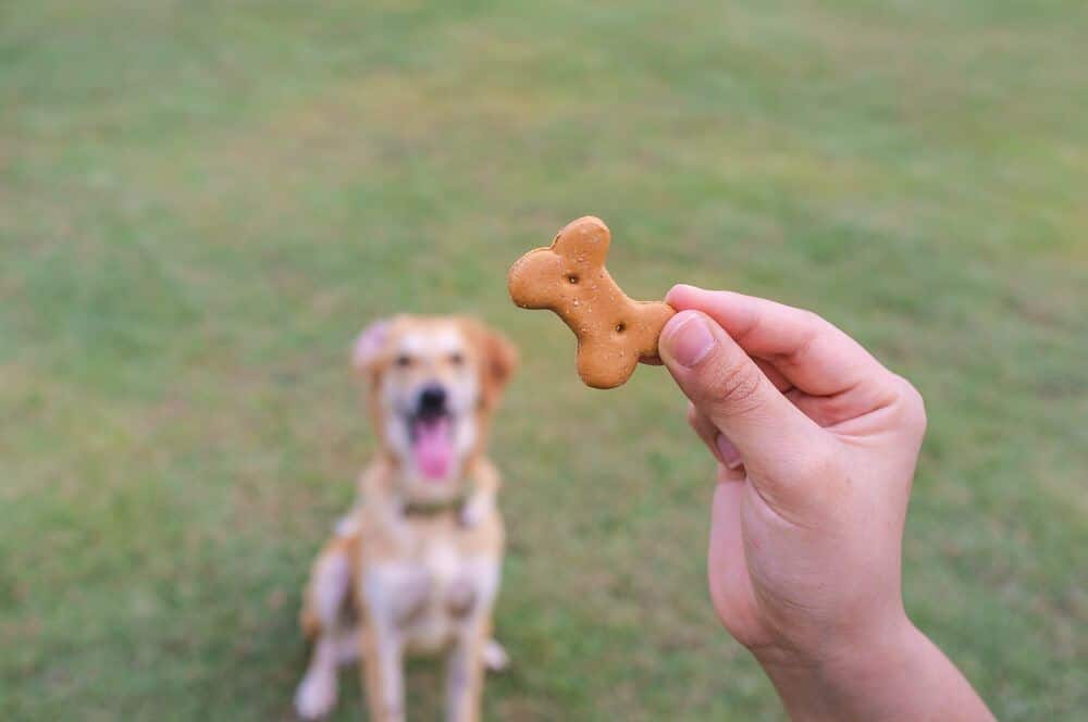 How Long Do Dog Treats Last? Do Dog Treats Expire?