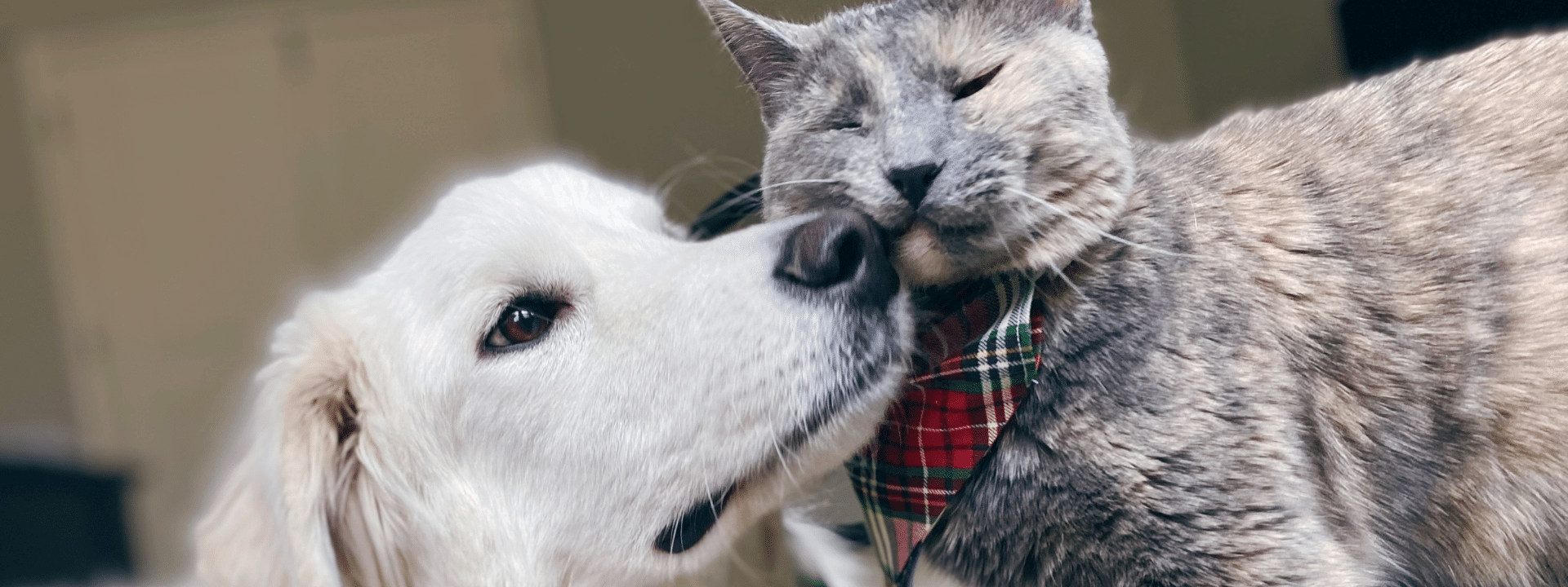 How to Introduce a New Cat to Your Dog