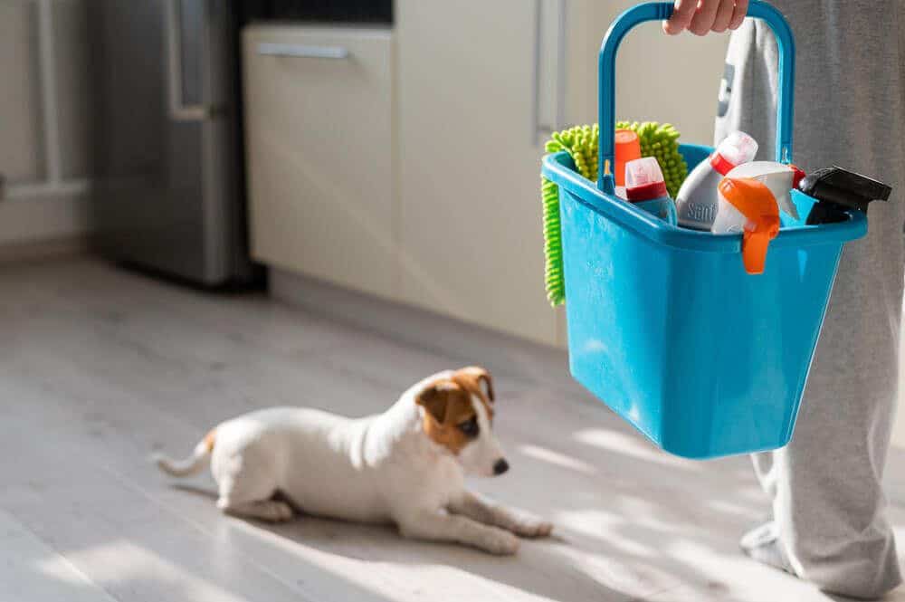 Spring Cleaning Guide for Dog Owners