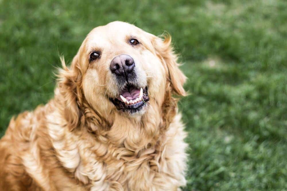 5 Tips to Keep Your Senior Dog Active